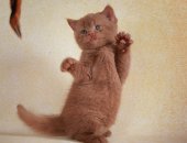 Продам британская, самец в Москве, Предлагаются британские клубные котята от элитных