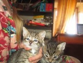 Продам кошку, самец в Кирове, Полосатые мальчики ищут семью 1, 5 месяца