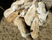 Продам свинью в Карталы, месячных травоядных поросят породы венгерская мангалица