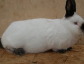 Продам заяца в Венцы, тся кролики разных пород калифорнийские, ризин, черные-крупные