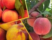 Продам ягоды в Краснодаре, Фрукты оптом фрукты импортного производства, Абрикос