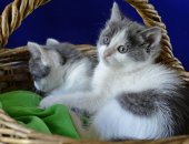 Продам кошку, самка в Новосибирске, Отдадим надежным хозевам домашних котят, 4 девочки
