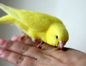 Продам птицу в Волгограде, Остались две самочки, Предлагаются к продаже малыши волнистого