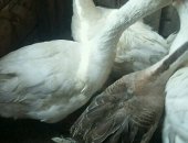 Продам с/х птицу в Астрахани, Гуси Линда, гусей порода Линда двух годовалые: четыре