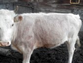 Продам корову в Кудряшовском, Телку 1 год бело-розовую от дойной коровы, или обменяю