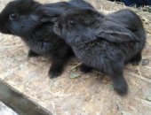 Продам заяца в Богословке, кроликов Серебристые 3 месяца по 300 рублей за голову,