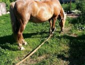 Продам лошадь в Ливнах, Кобыла, 10лет роботяга торг срчно