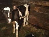Продам корову в Петровское, Телята, двух телят, бычка и тёлочку, Возраст 1, 5 месяца