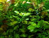 Продам в Уфе, аквариумные растения: 1, людвигия болотная куст от 10 до 30 см в 1-5 веток