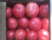 Продам овощи в Краснодаре, Помидор от 10 тон в день