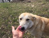 Продам собаку лайка, самка в Москве, Продается сука Западно-Сибирской лайки 14 месяцев
