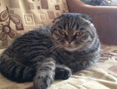 Продам шотландская, самка в Димитровграде, Кошка к туалету приучена, возраст 1, 5 года