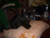 Продам кошку, самец в Казани, Отдадим котенка - девочка в хорошие руки, 3, 5 месяца