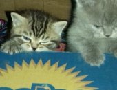 Продам британская, самец в Рязани, котят-британцев: мальчик полосатый и девочка