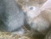 Продам заяца в Оренбурге, Кролик, Имеются кролики порода шиншилла 3 месячные цена 400 руб