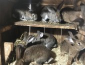 Продам заяца в Белгороде, Кроликов породы "Серый великан"и "Красный новозеландский