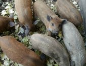 Продам свинью в Муроме, тся поросята венгерской пуховой мангалицы, и мангалов,