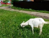 Продам козу в Бавлы, Козочки, тся 2 козочки, родились 13марта, сразу были отделены