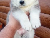 Продам собаку сибирская хаски, самка в Абакане, чистокровных щенков, только заботливым и