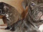 Продам собаку французский бульдог в Благовещенске, тся перспективные щенки французского