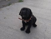 Продам собаку кане корсо, самец в Саянске, Предлагается к продаже очень красивый щенок