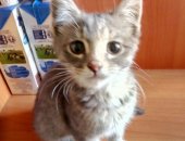 Продам кошку, самец в Москве, Отдается котенок, девочка, 1, 5 мес, Добрая, ласковая,