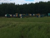 Продам мёд в Омске, Меда сибирские, со своей пасеки, районы медосбора Исилькульский и