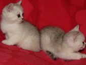Продам британская, самец в Рязани, Предлагаются к резервированию котики британской