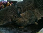 Продам заяца в Набережных Челнах, кроликов породы великан и бабочка от 1 мес, и до 1 года