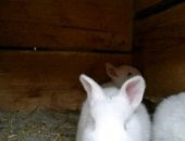 Продам заяца в Минусинске, Крольчата от крупных производителей! Крепкие, прошли все