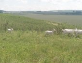 Продам козу в Кумертау, тся козы молочные Зааненской породы, 35 дойных коз по 10 000