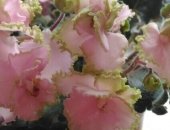 Продам комнатное растение в Набережных Челнах, Цветущие фиалки махровые в горшках, Цвета