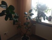 Продам комнатное растение в Казани, Фикус высота 1, 70см