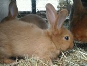 Продам заяца в Дмитрове, Чистопородные крольчата и половозрелые кролики мясной породы НЗК