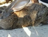 Продам заяца в Хасавюрте, Кролики породы великан самки