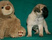 Продам собаку мопс в Москве, Предлагаются к продаже щенки породы, возраст 2 месяца, Щенки