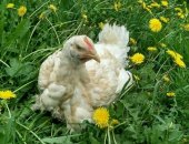 Продам с/х птицу в Малоярославеце, тся подрощенные цыплята бройлерные Кобб-500