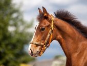 Продам лошадь в Гатчине, Для продажи предлагаются два жеребчика орловской рысистой