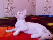 Продам девон-рекс, самка в Краснодаре, Кошечка 3 месяца родословная возможна с ласковым