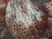 Продам птицу в Калуге, Разные породы петушков, Петушки от 6 мес до 12 мес
