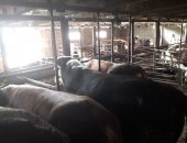 Продам корову в Гойты, Бычки мясной породы, Можем организовать Забой и разделку на части