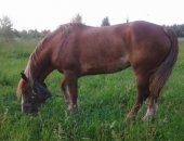 Продам лошадь в Ярославле, русский тежеловоз 4года