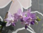 Продам комнатное растение в Москве, Орхидея Dtps Kenneth Schubert Blue, В данный момент