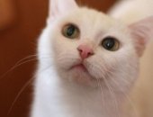 Продам кошку, самка в Москве, Кошка без имени Белая Кривая ищет дом Не люблю размещать