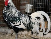 Продам с/х птицу в Электростале, Предлагаю великолепных цыплят редчайшей породы