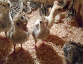 Продам с/х птицу в Раменское, Цыплята голошейки мясо-яичная яйцо Франция 3мес 400руб, три