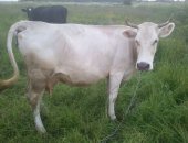 Продам корову в Костроме, В связи с ликвидацией частного фермерского хозяйства, тся