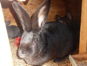 Продам заяца в Брянске, кроликов, мадагаскарские бараны бараны миксы черные, шоколадные
