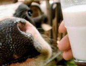 Продам в Копейске, оптом домашнее молоко, Коровы черно-пестрой породы, жирность