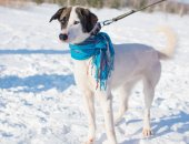 Продам собаку в Екатеринбурге, Кличка - Фея, 2 года, очень красивая, умная, игривая